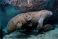 Antorcha de la Independencia. 