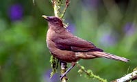 Turdus Grayii